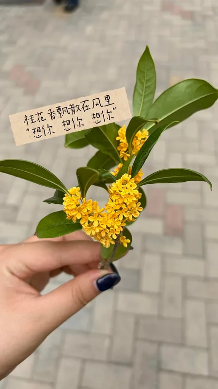 桂花香飘散在风里