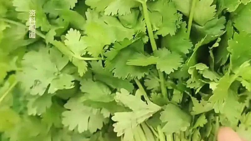 网购香菜仅退款 商家驾车上门要回