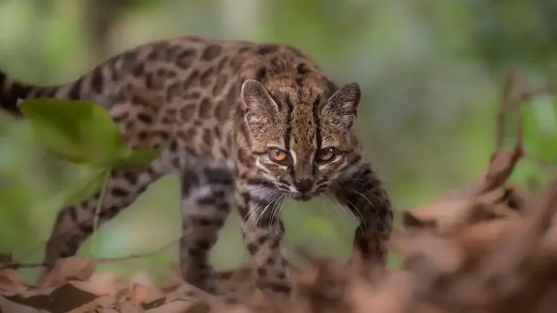 百余年来首次 猫科再添现存新物种