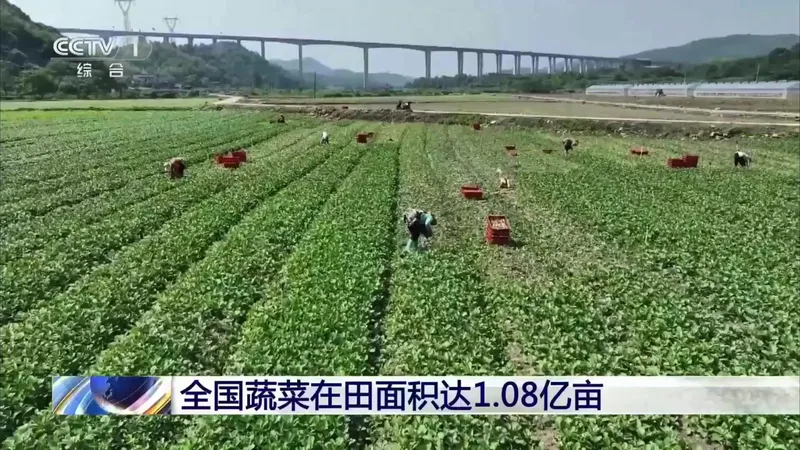 双节期间我国菜篮子供应充足