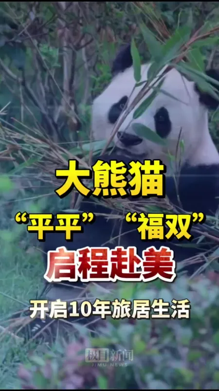 大熊猫 “平平”“福双”抵达美国