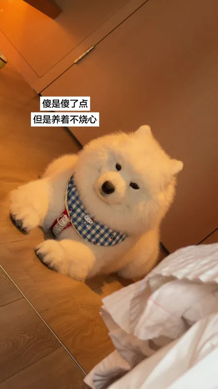 我家萌宠养着不烧心
