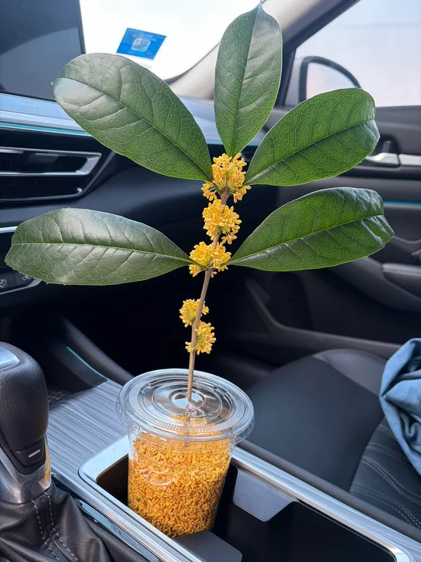 秋天的桂花香太治愈了
