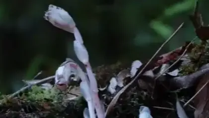 机器狗第一次进哀牢山就拍到冥界之花