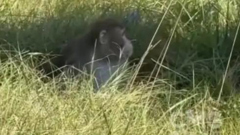 美国又有实验用猴跑了