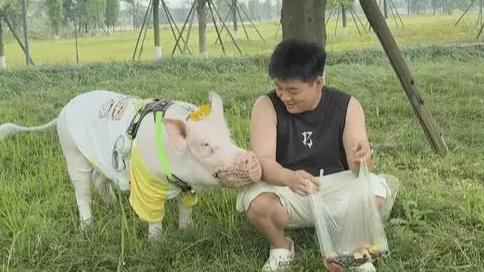 成都情侣遛130斤大猪引围观