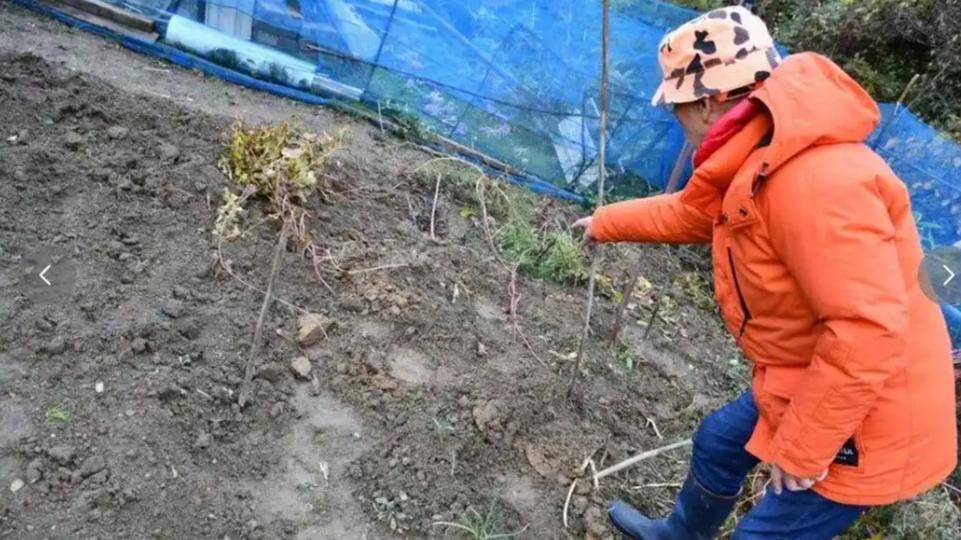 日本申请军方出手支援熊灾