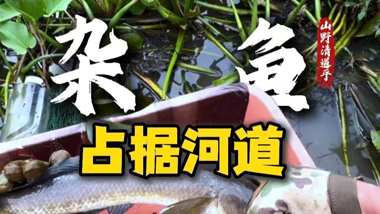 跟本地鱼类抢夺生存空间的不只有清道夫,还有它们