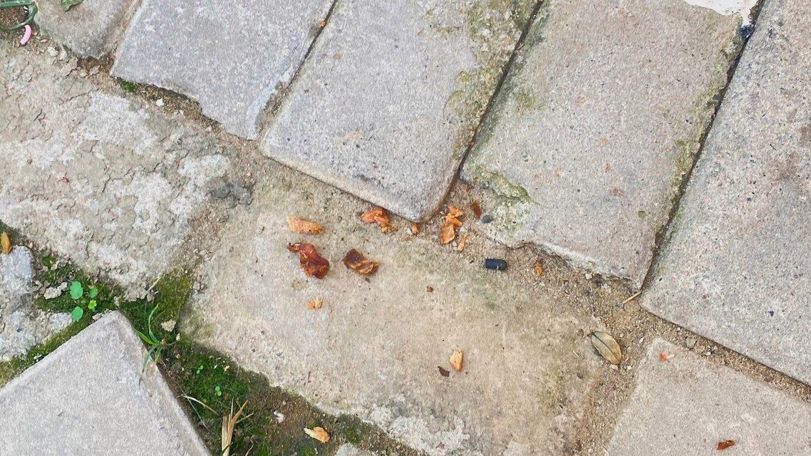 小狗疑被毒死 女子辞职追凶3年