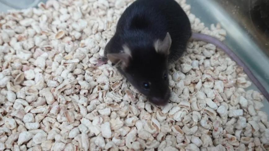 快来给4只“太空小鼠”取名字