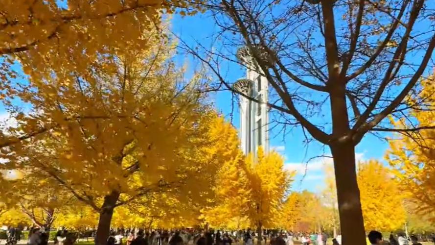 在北京的深秋淋一场银杏雨