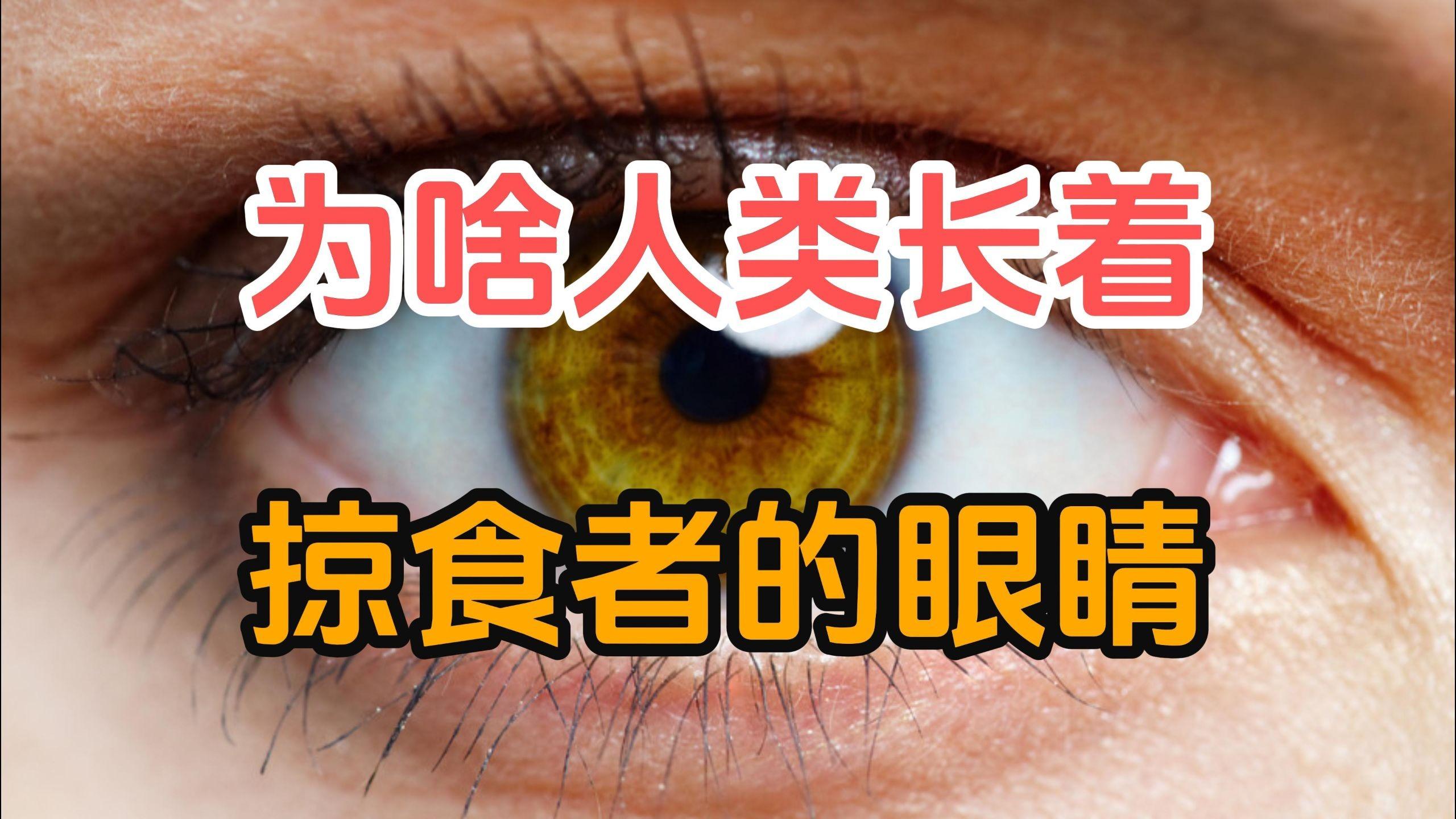 为什么人类明明体格不大，力量也不强，却长着一双掠食者的眼睛？