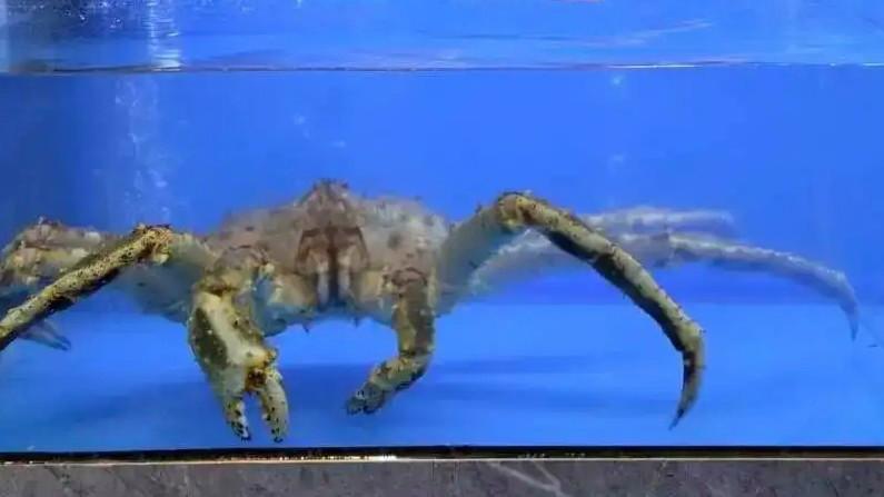 帝王蟹应该进入学校食堂吗